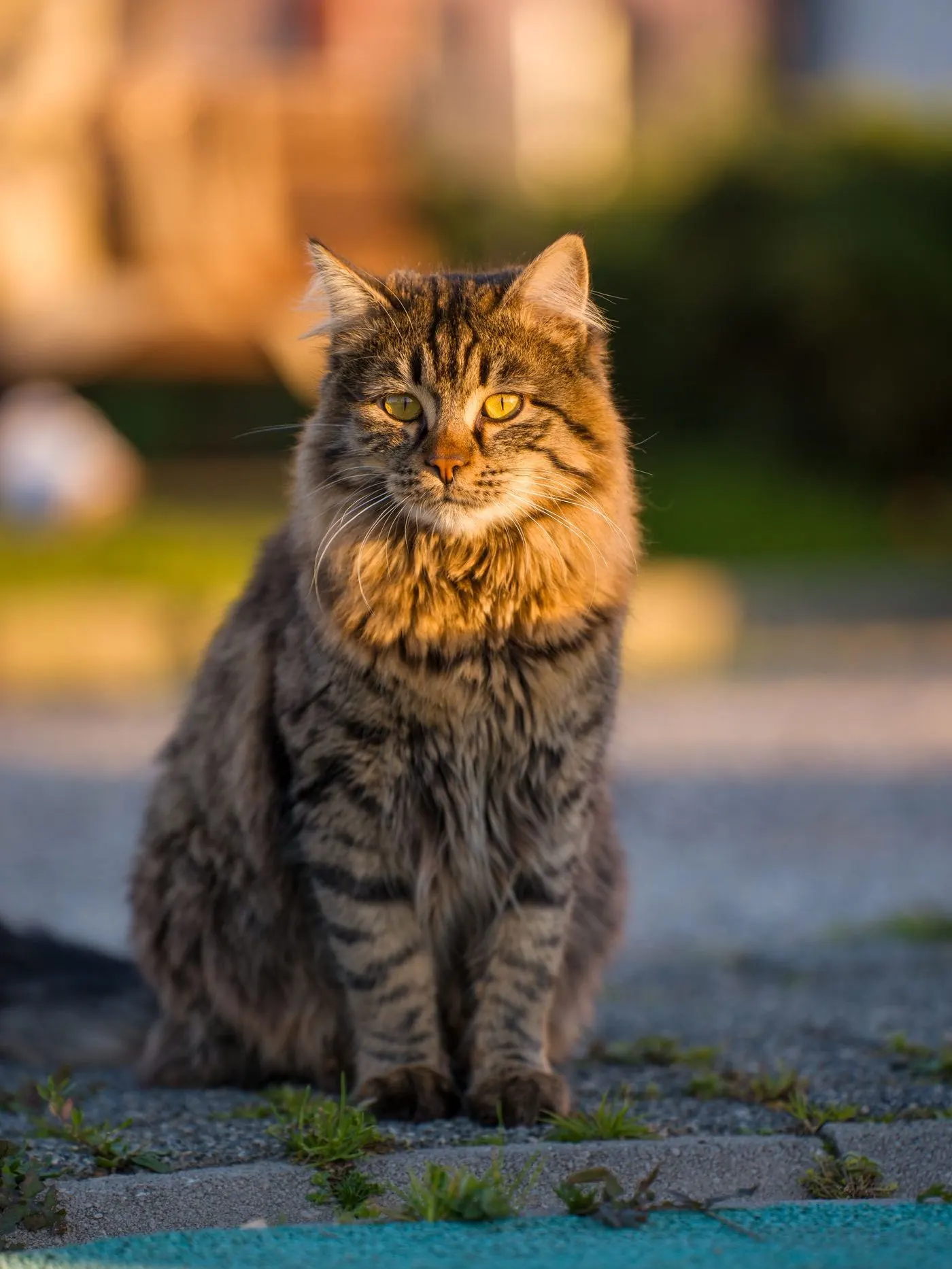 Cat