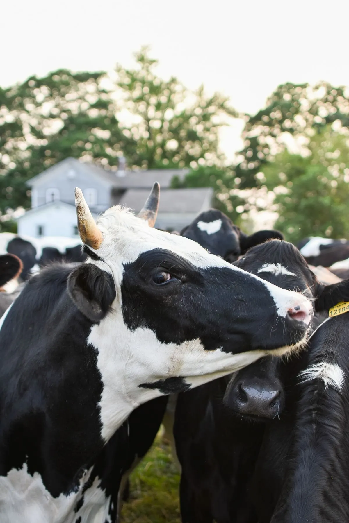 Dairy cattle