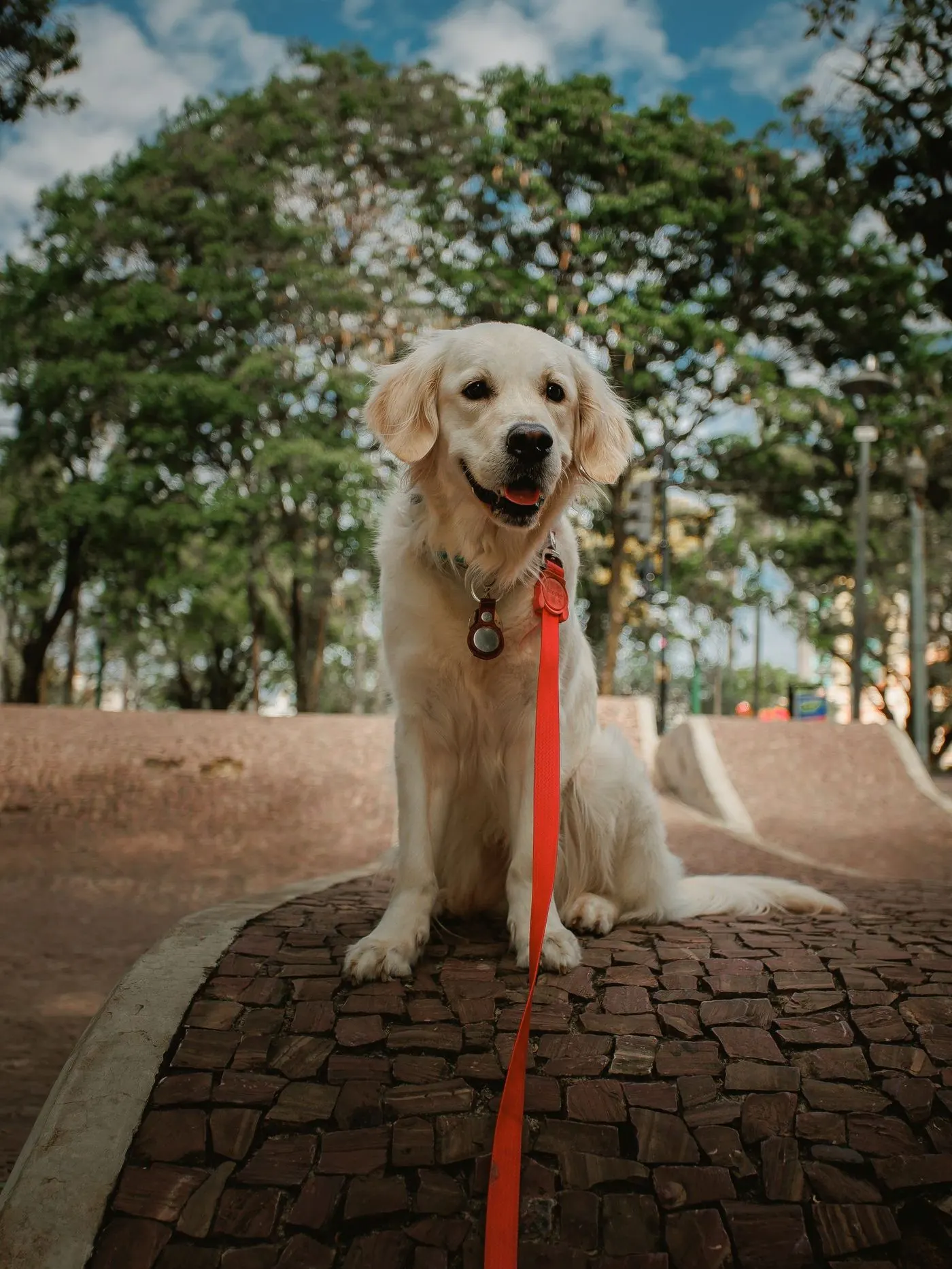 Healthy dog