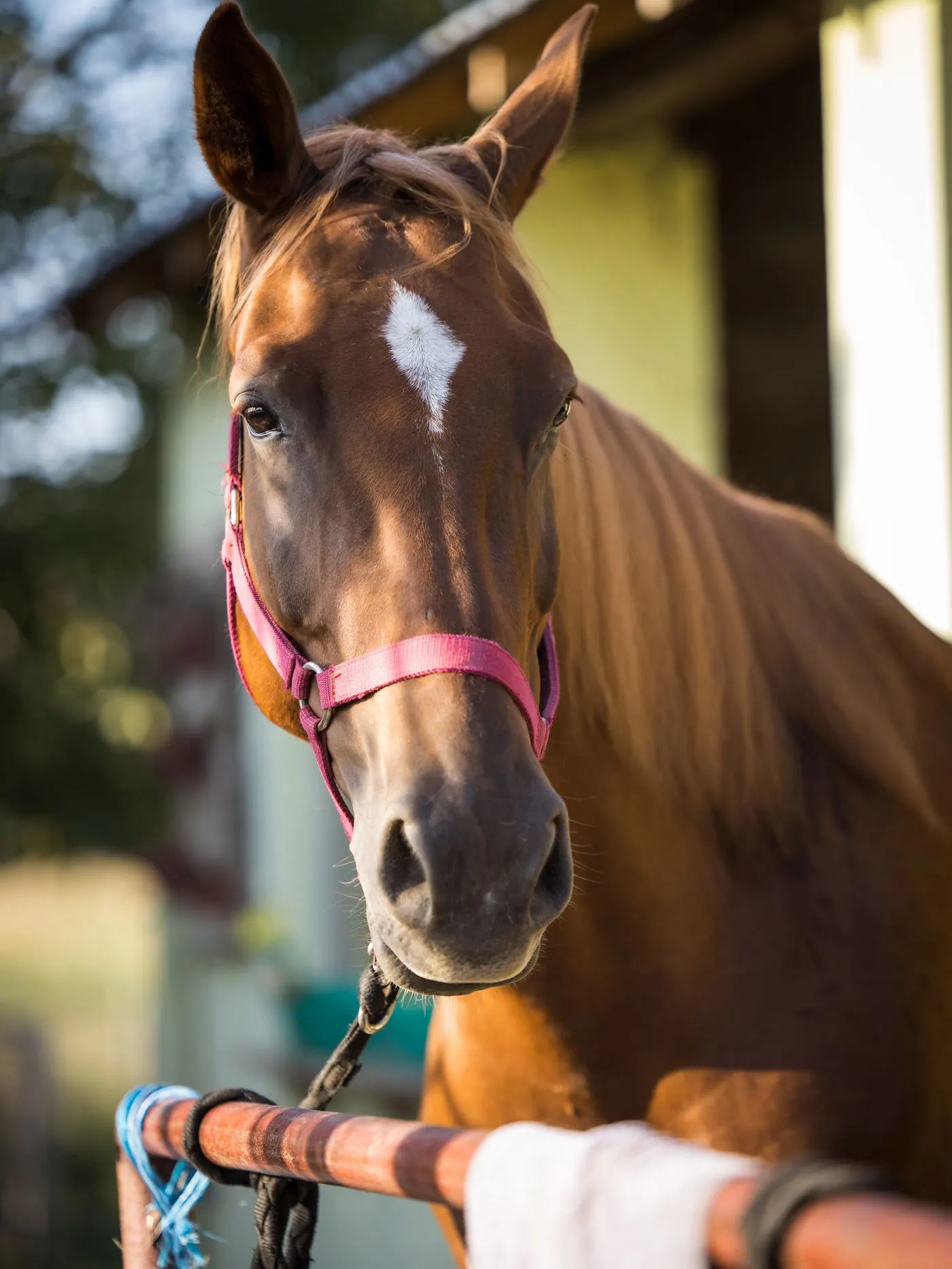 Horse