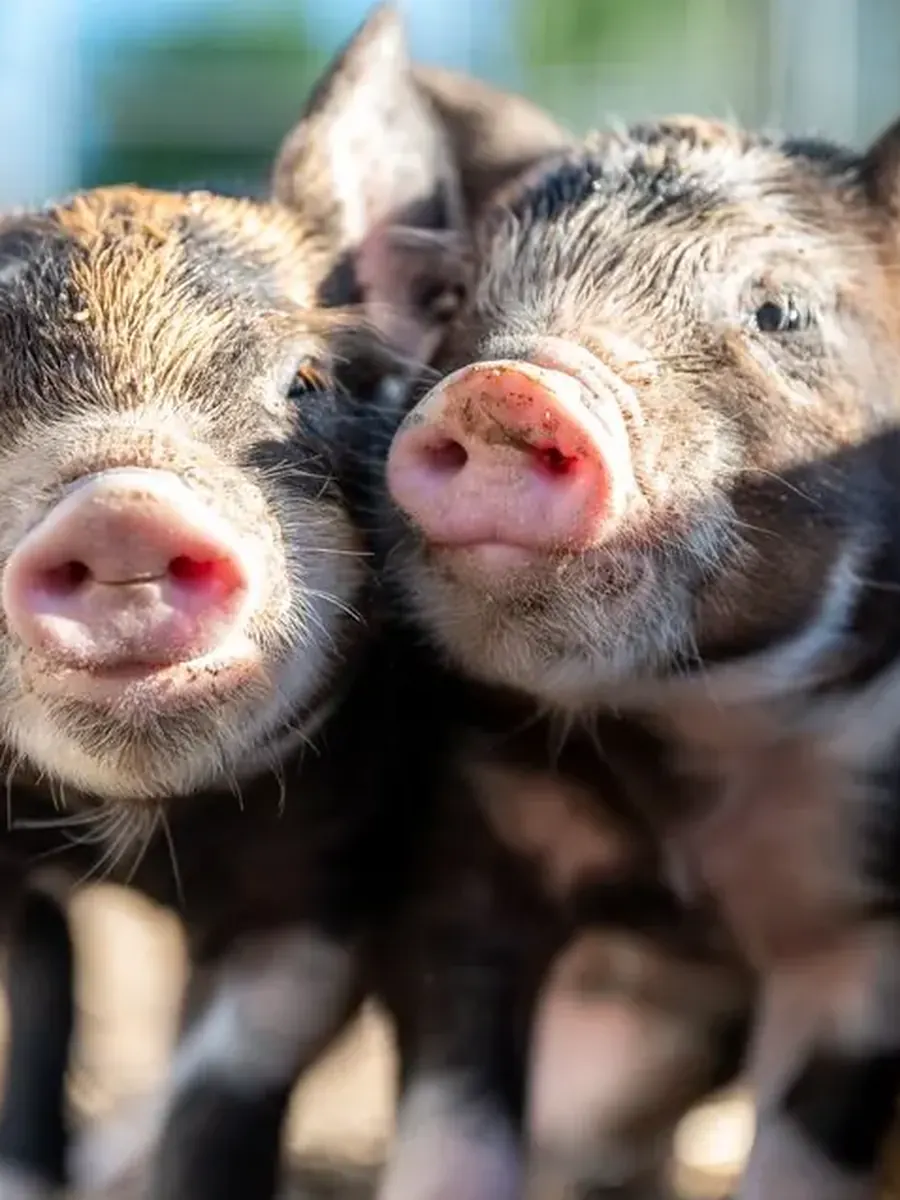 Pigs