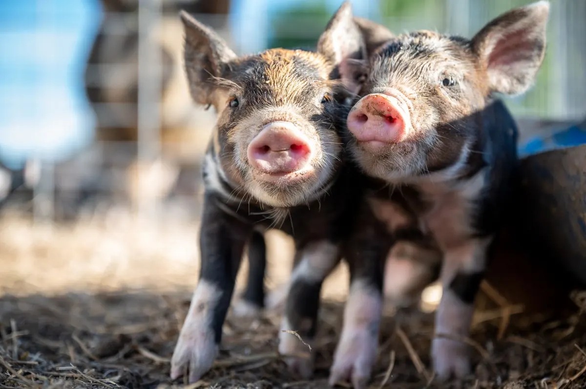 Pigs